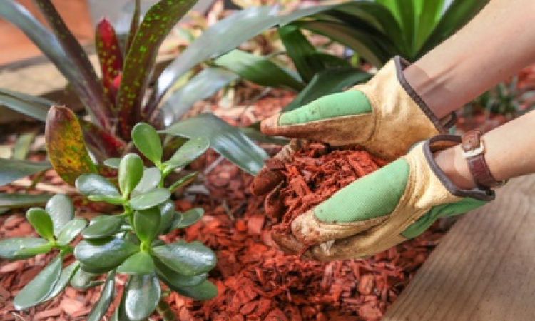 5 Gardening Practices You Should Never Ignore