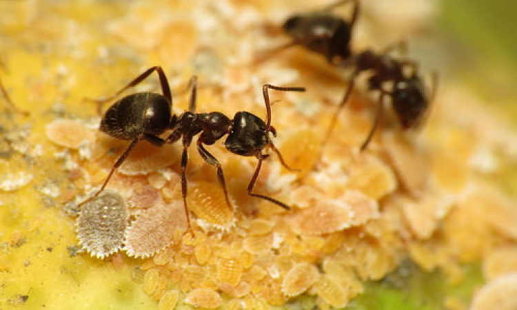 Gardening Ants