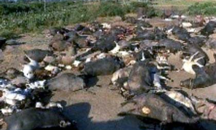 The Fifth Plague: Plague on Livestock