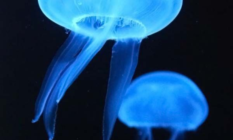 Do You Know About the Israeli Jellyfish Foe?
