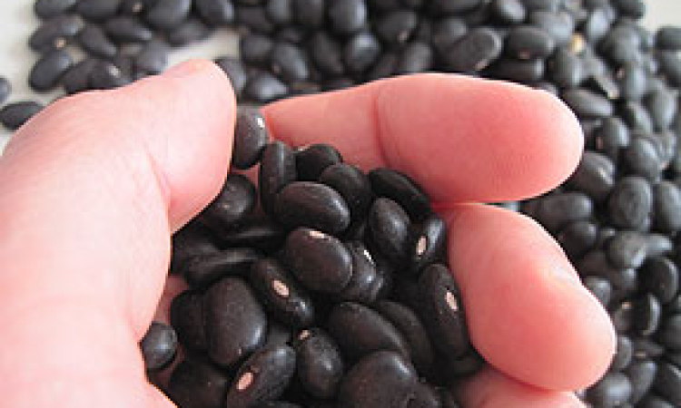 Beans Help Lower Cholesterol