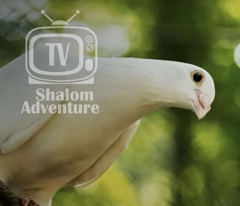 Wildlife in the Holy Land:  The Dove