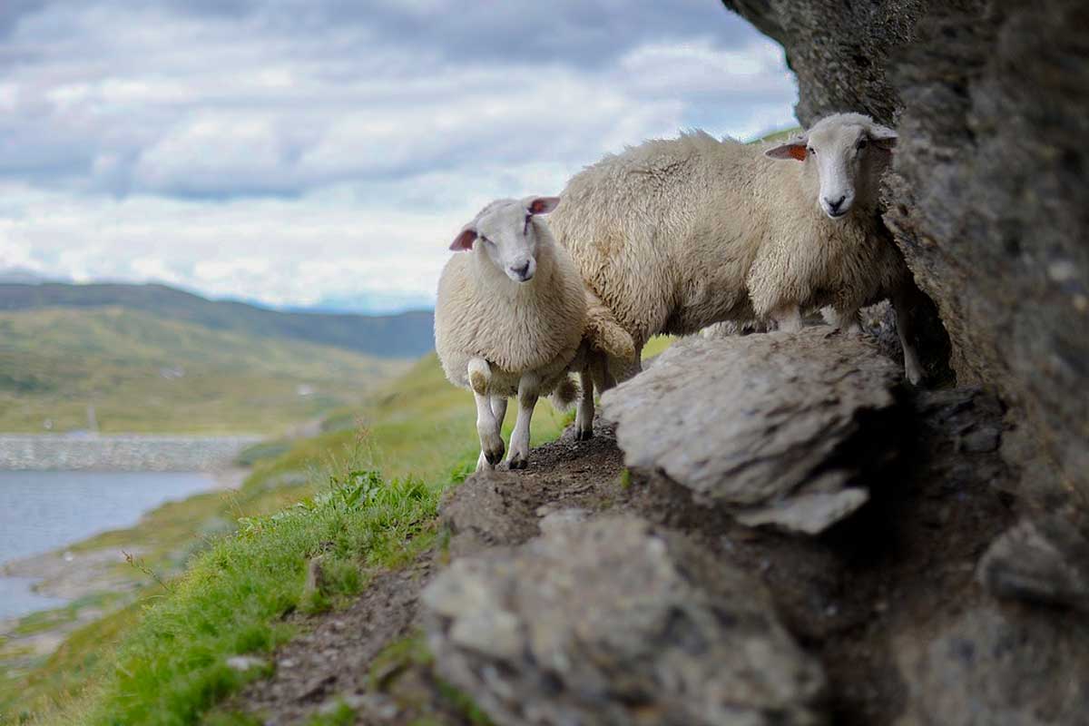 Photo of sheep inspiring reflection on the verse &quot;The Lord is My Shepherd&quot;