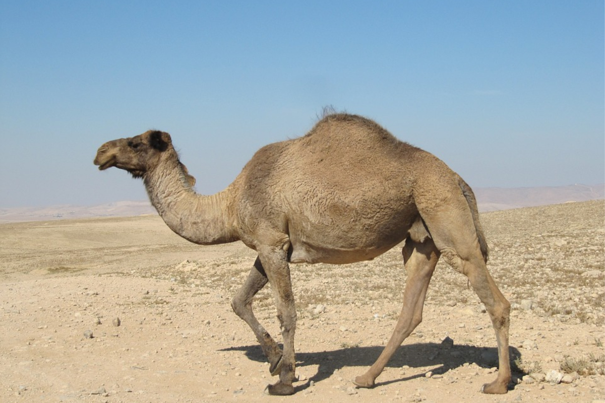 The Amazing Camel and its Creator