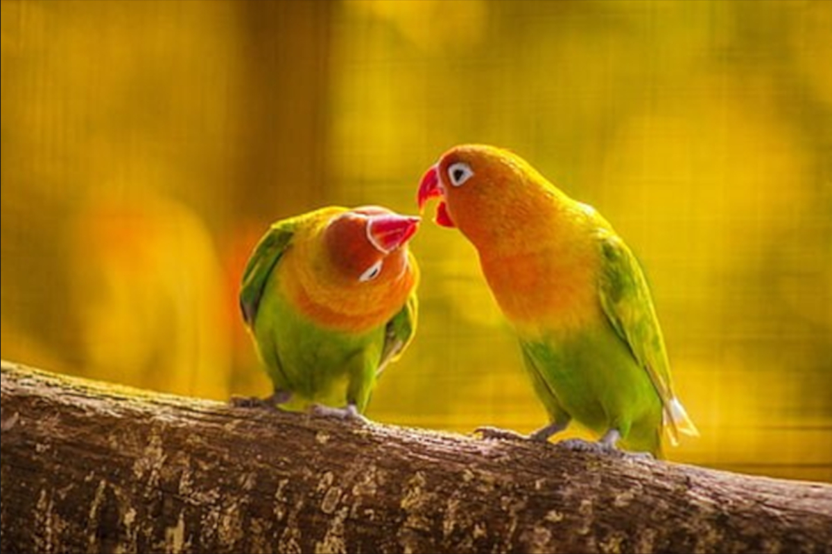 Love Birds