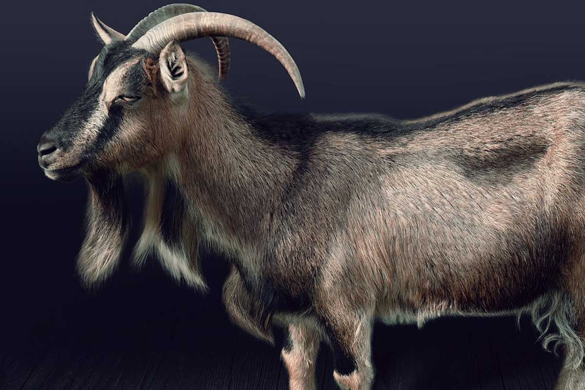 Of two identical goats, one is offered in the Temple; the other is "for Azazel" in the desert. 