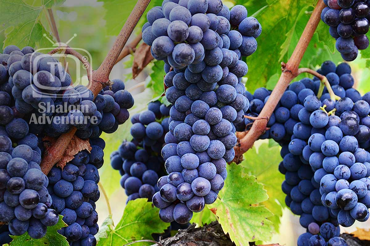 Tu B’shevat - Fruit of the Vine