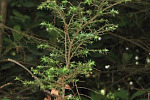 Hemlock Trees