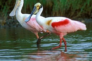Roseate Spoonbill
