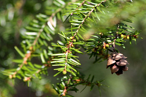Hemlock Trees