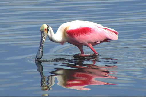 Roseate Spoonbill