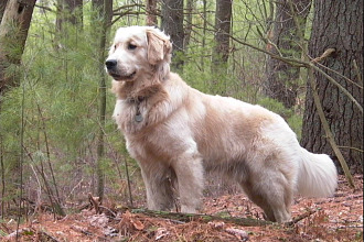 The Golden Retriever